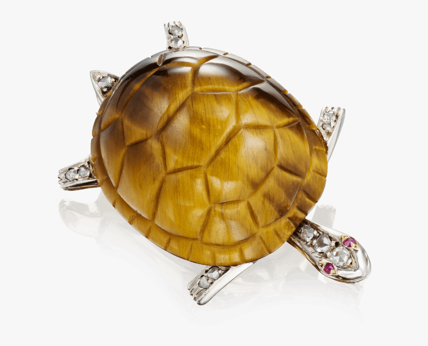 Trachemys, HD Png Download