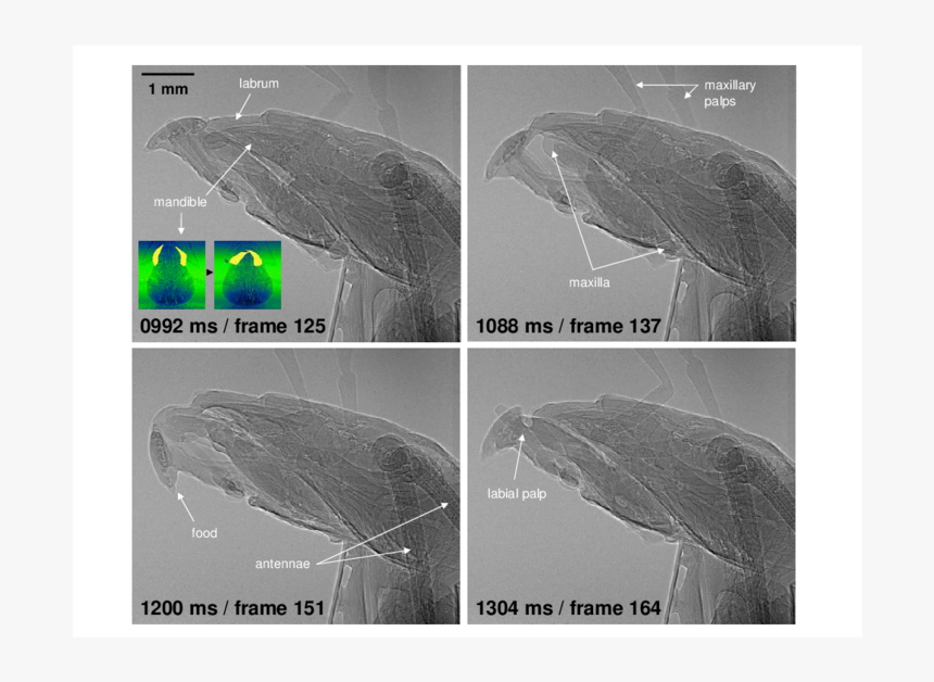 Umbrella, HD Png Download