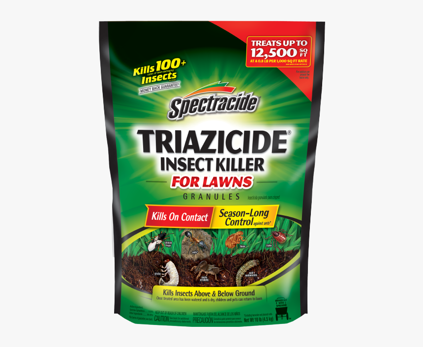 Lizard, HD Png Download