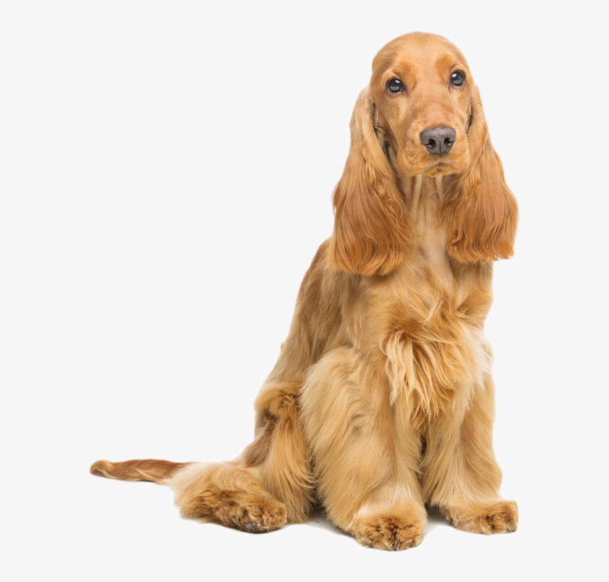 イギリス 犬 種, HD Png Download