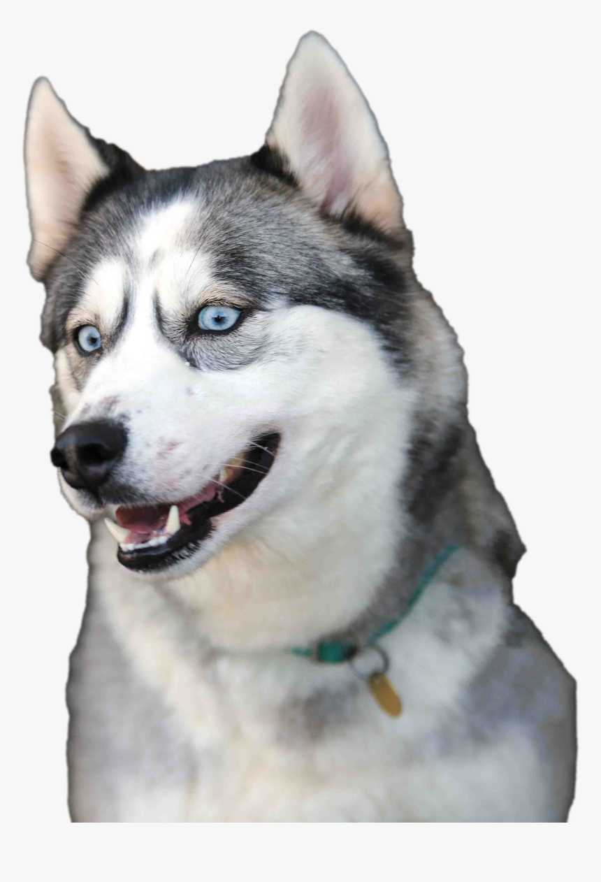 Sakhalin Husky, HD Png Download