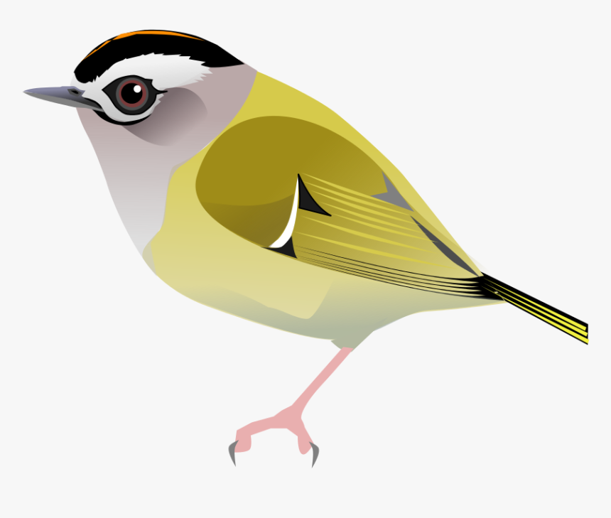 Chickadee Vector Svg - Northern Grey Shrike, HD Png Download