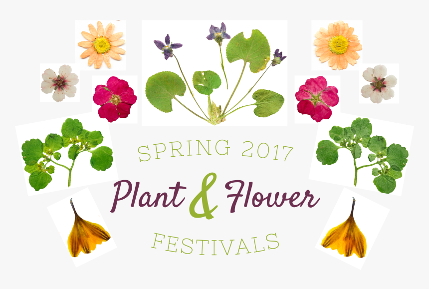 Wood Sorrel, HD Png Download