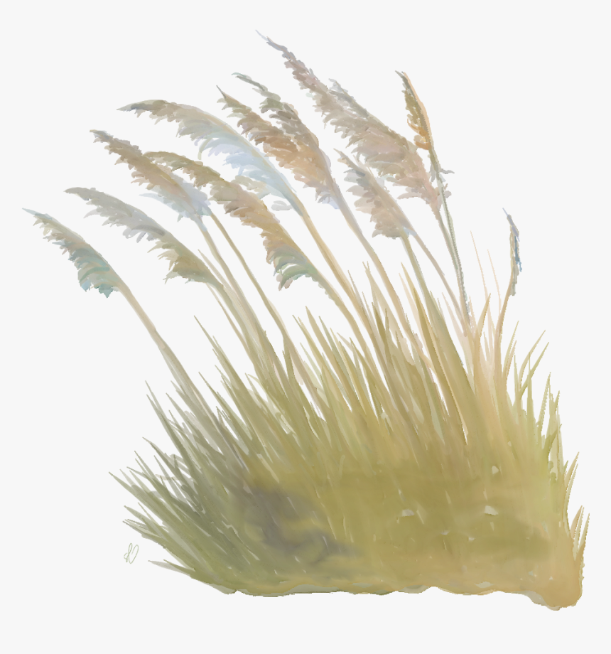Sea Oat - Grass, HD Png Download
