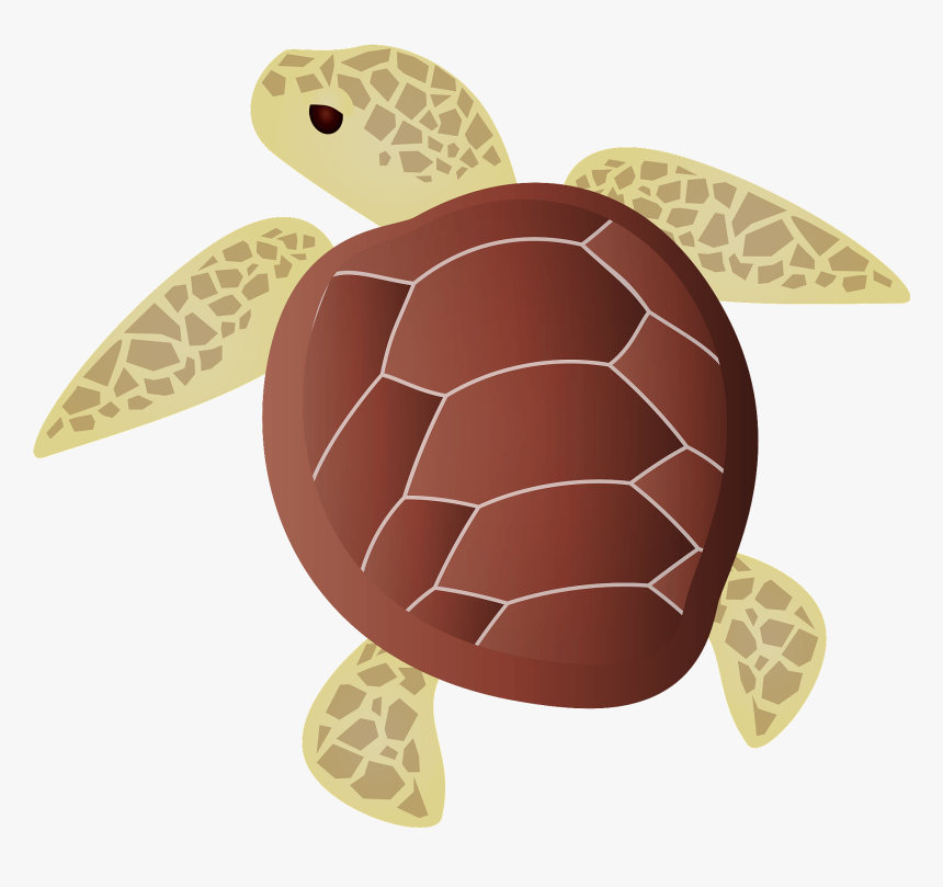 Green Sea Turtle, HD Png Download