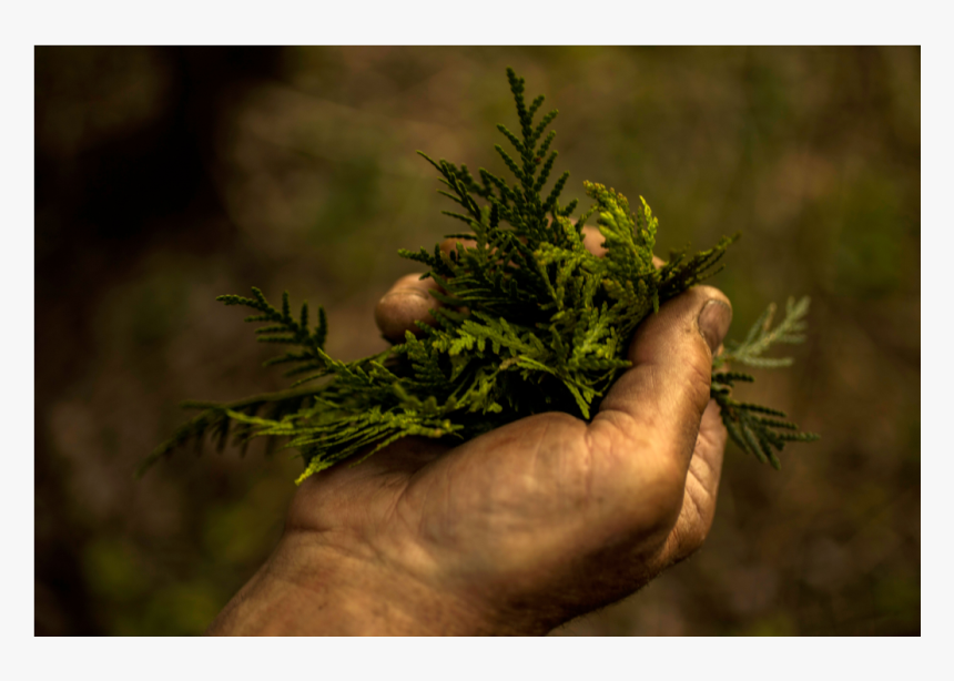 Sea Plants Png, Transparent Png