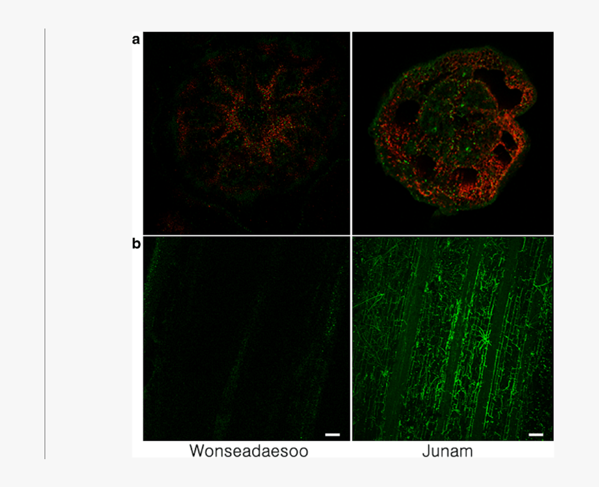 Confocal Imaging Of Wonseadaesoo And Junam Rice Plants - Fractal Art, HD Png Download