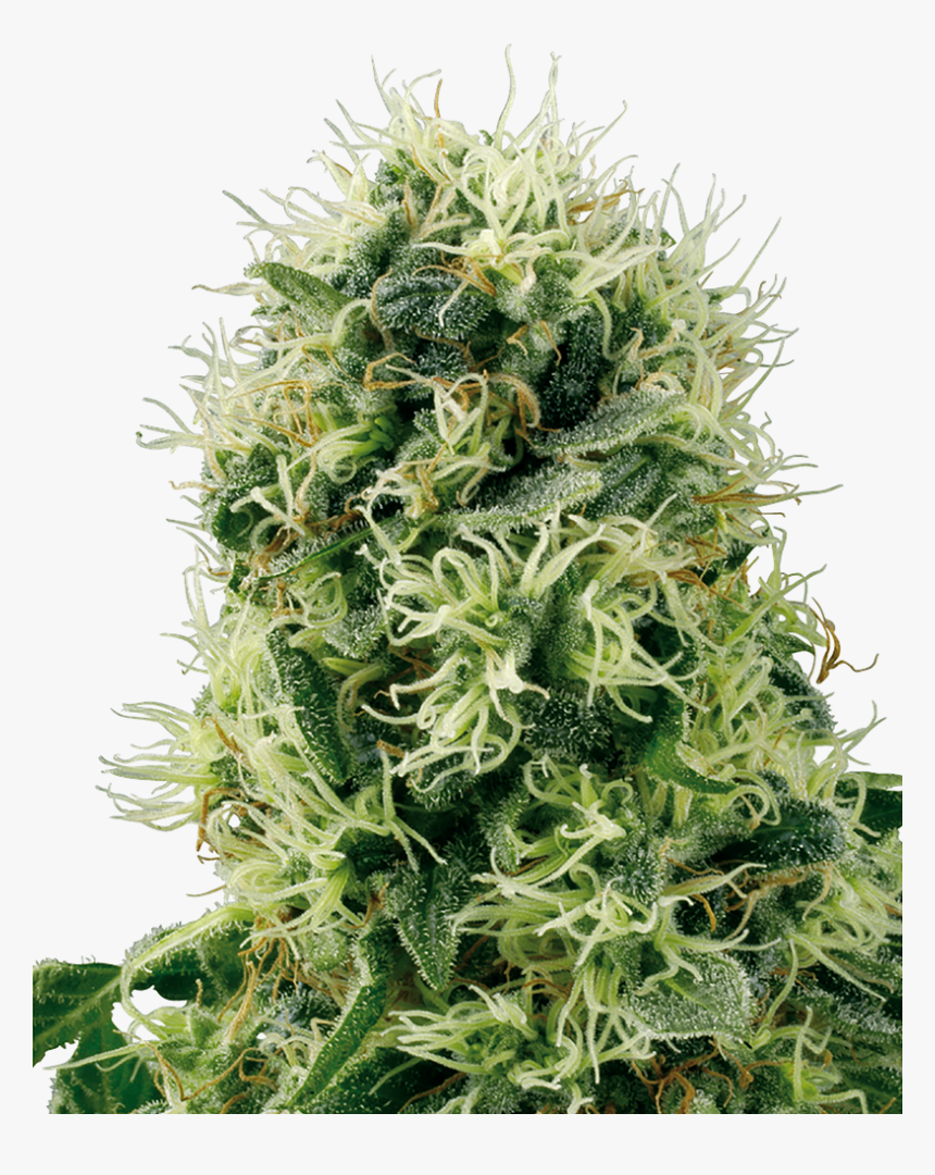 Pure Power Plant Sensi Seeds, HD Png Download