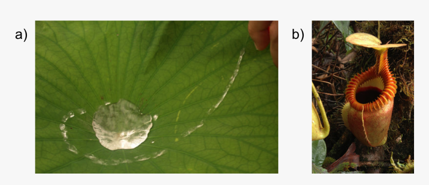 A) Lotus Leaf - Macro Photography, HD Png Download