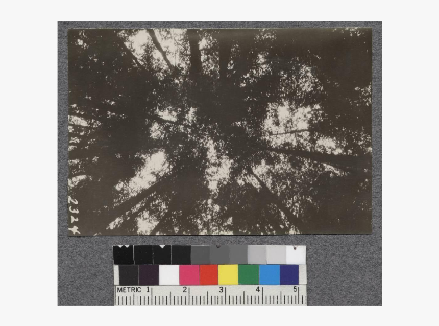 Secondgrowth Redwood Yield Study - Motif, HD Png Download