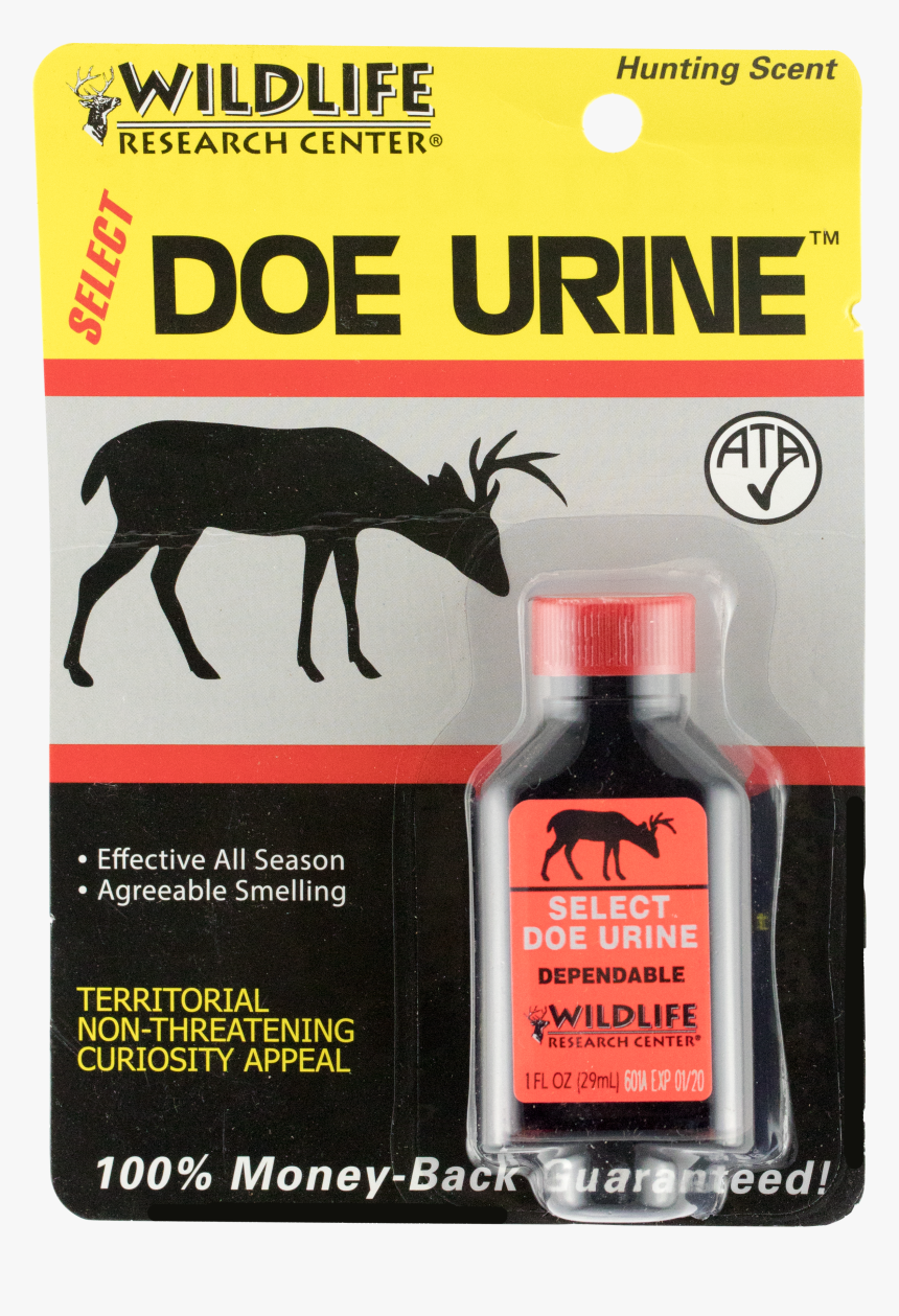 Stallion, HD Png Download