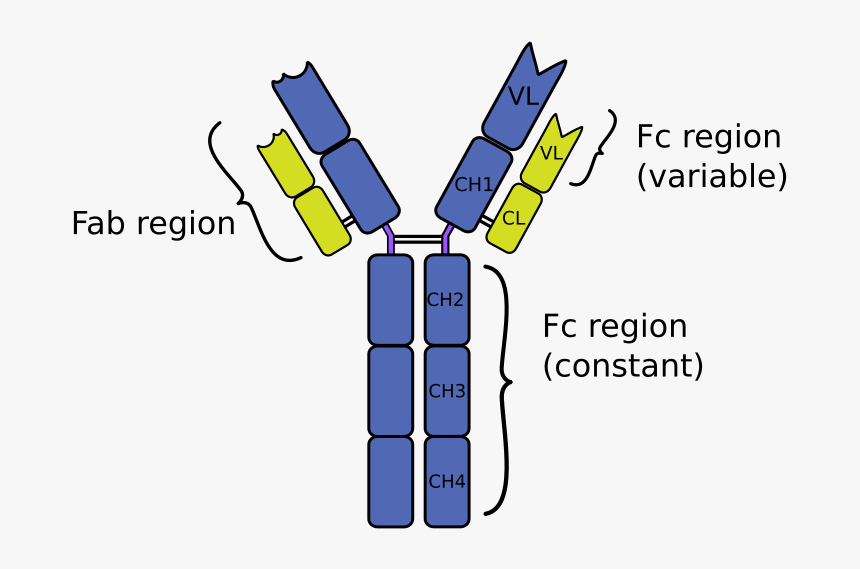 Image - Immunoglobulin Y, HD Png Download