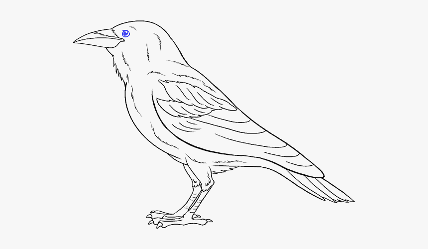 Drawing Marker Bird - Drawing Raven, HD Png Download