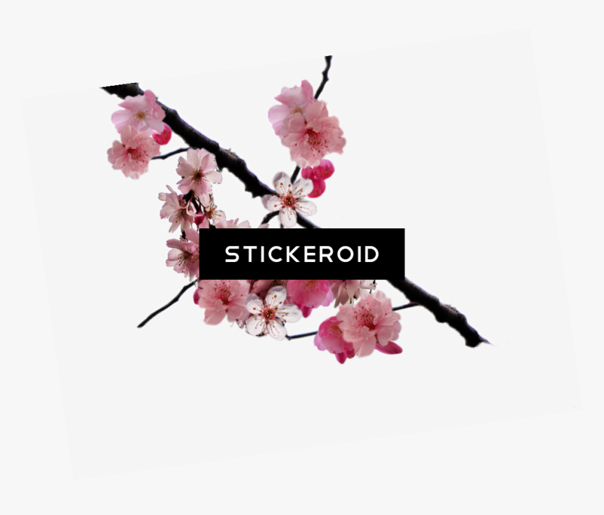Cherry Blossom Flower - Transparent Png Png Cherry Blossom Branch, Png Download
