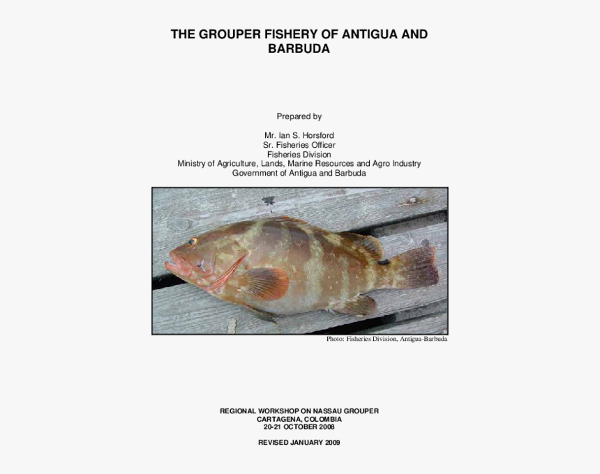 Conch, HD Png Download