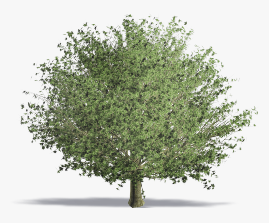 Trees Png Photoshop Plan, Transparent Png