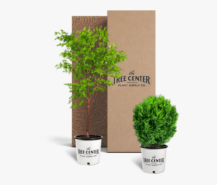 Data Lazy Srcset 
 Https - Houseplant, HD Png Download