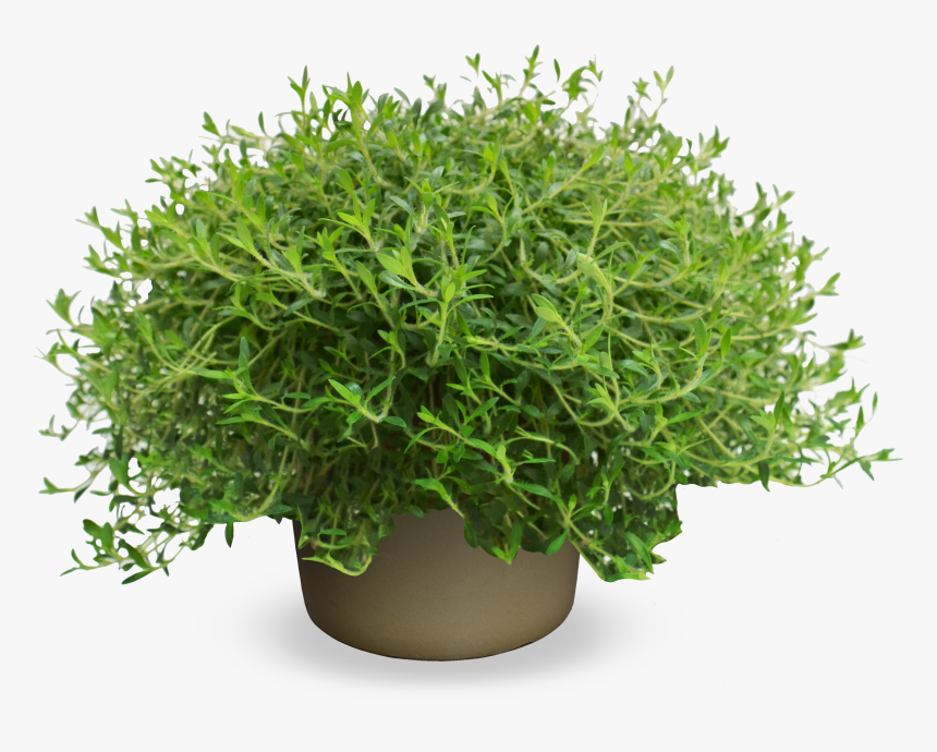 Evergreen Shrub Png, Transparent Png