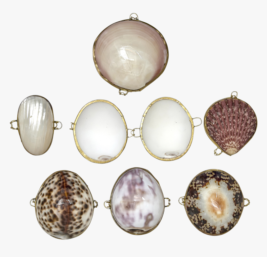 Coin Purses-seashell Assorted - Gemstone, HD Png Download