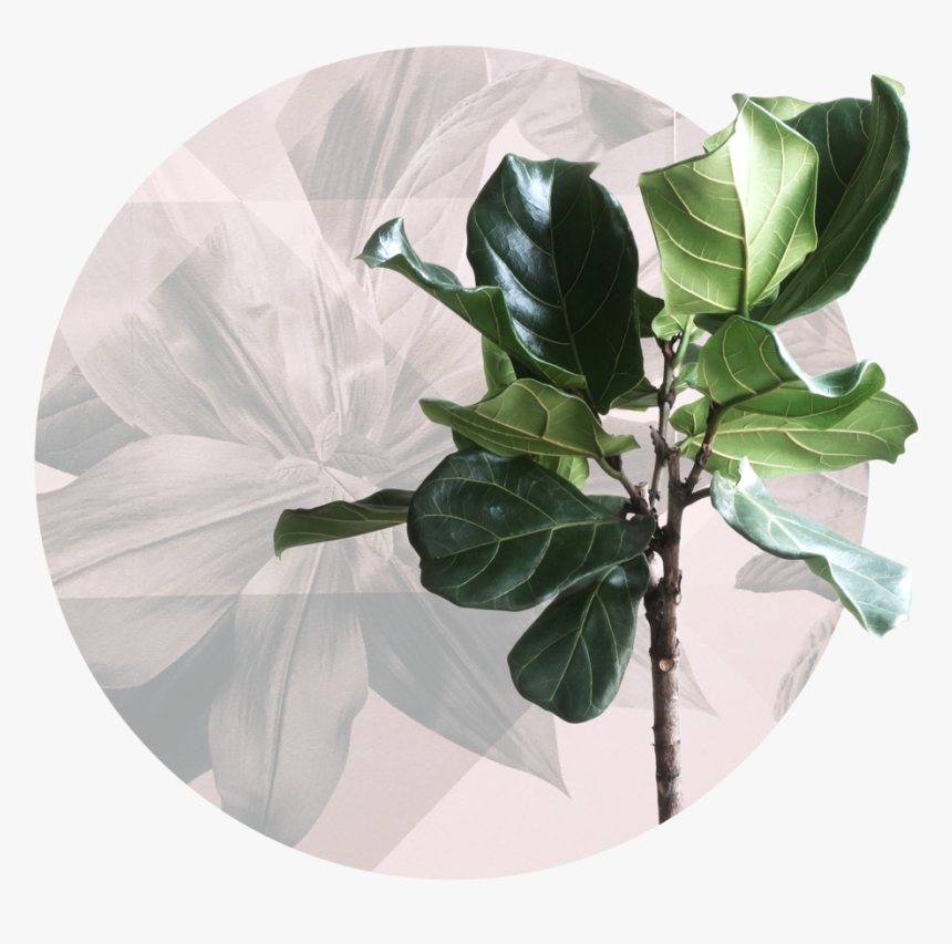 Hair And Co Pensacola Fl Stylists 2 Fiddleleaf Fig, HD Png Download