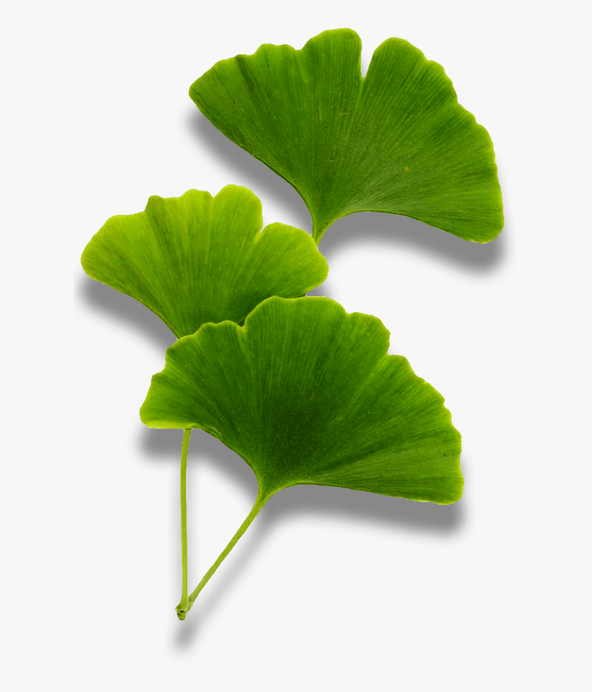 Maidenhair Tree, HD Png Download