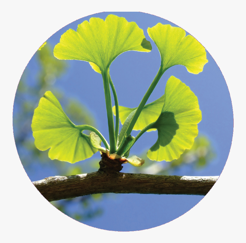 Circel-ginkgo Biloba - Ginkgo Biloba Living Fossil, HD Png Download