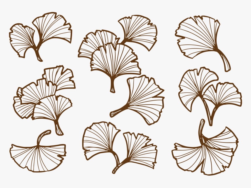 Ginkgo Leaf Transparent Background Png , Png Download - Ginkgo Leaves Png, Png Download