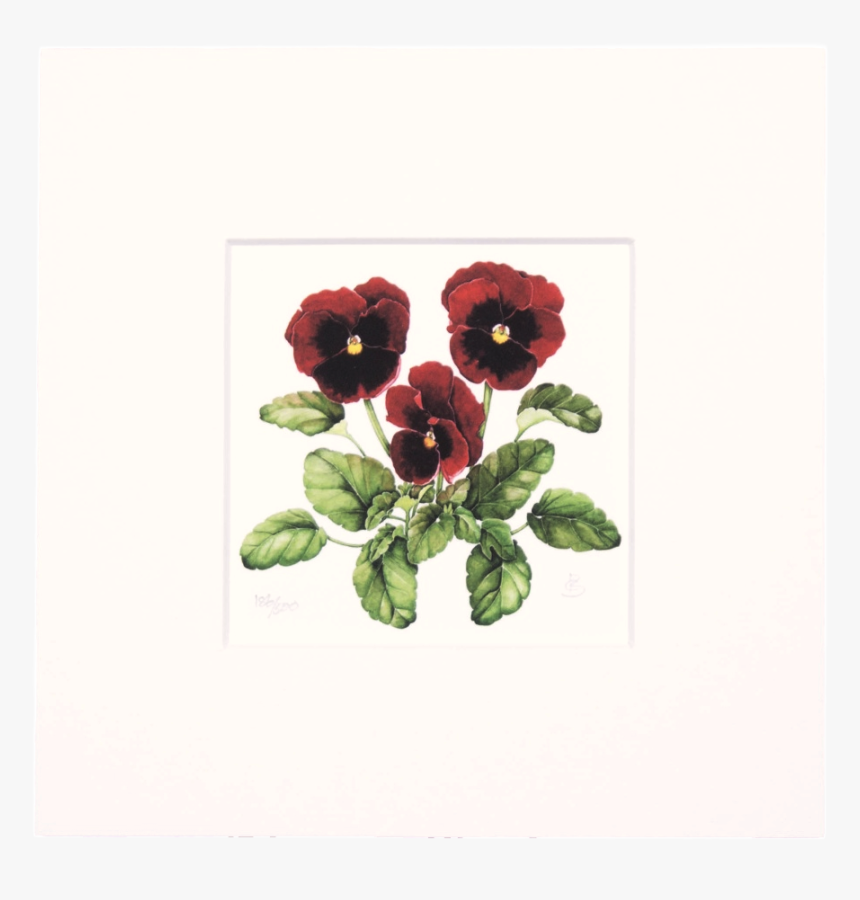 Garden Roses, HD Png Download