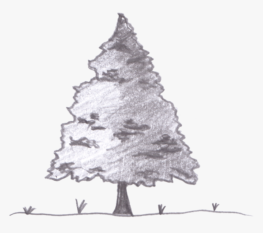 Evergreen, HD Png Download