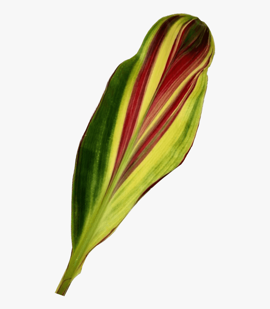 Leaf, HD Png Download