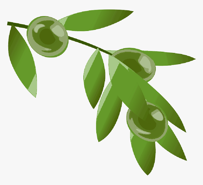 Coffee Beans, Plant, Beans, Colombia, Cafe, Leaves - Rama De Cafe Png, Transparent Png