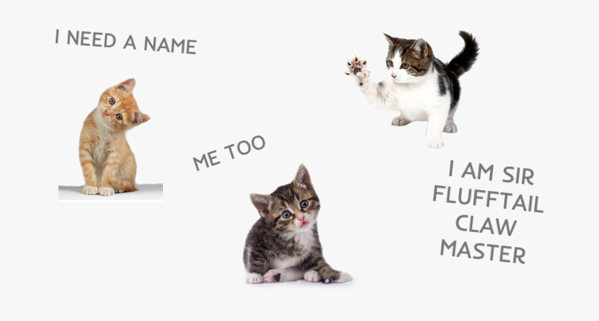 Domestic Short-haired Cat, HD Png Download