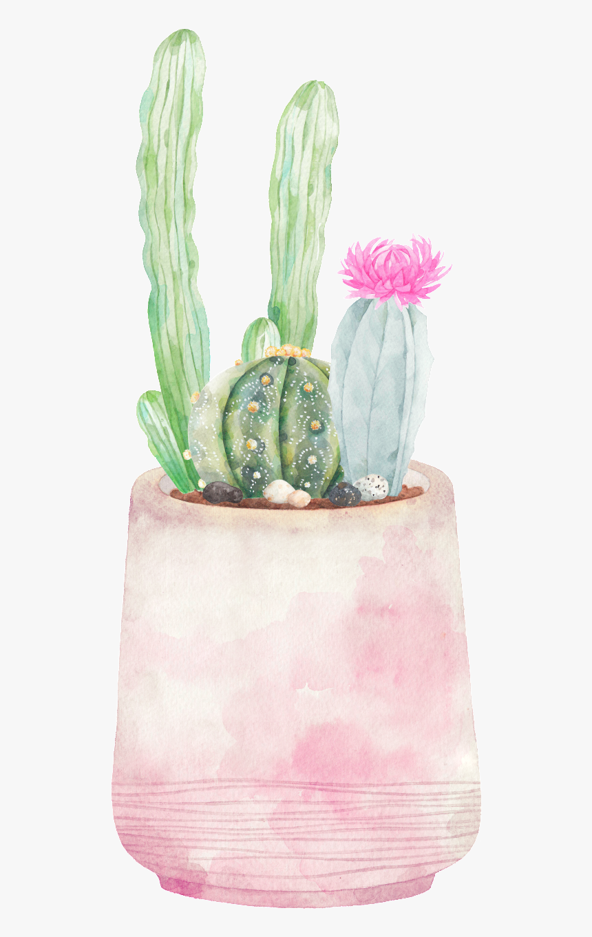 Hand-painted Three Varieties Of Cactus Png Transparent - San Pedro Cactus, Png Download