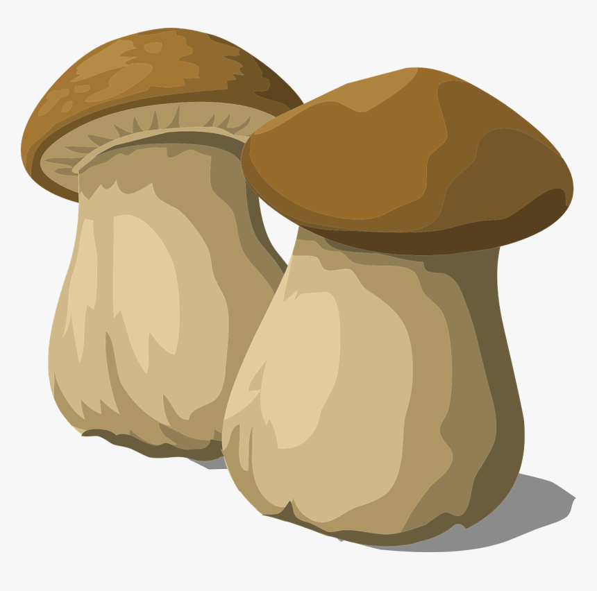 Funghi Png, Transparent Png