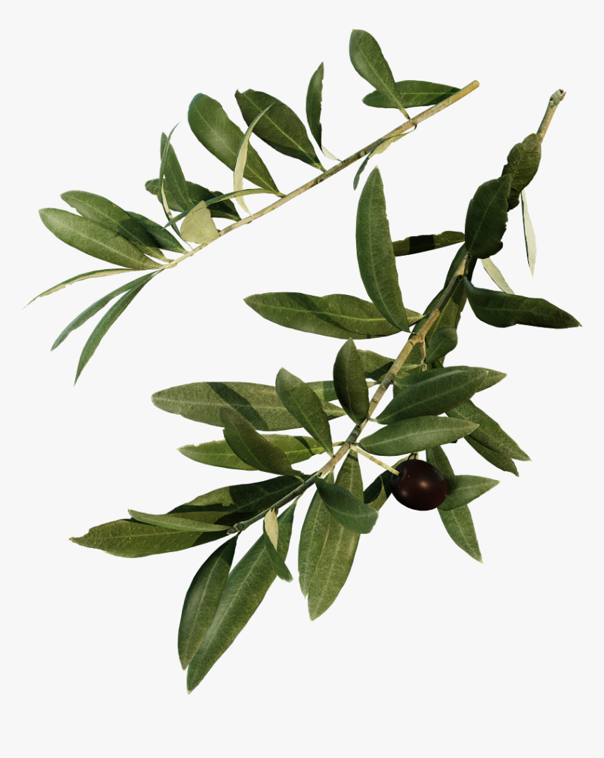 Erythroxylaceae, HD Png Download