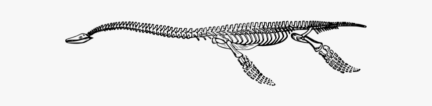 Plesiosaurus Skeleton - Grass Snake, HD Png Download