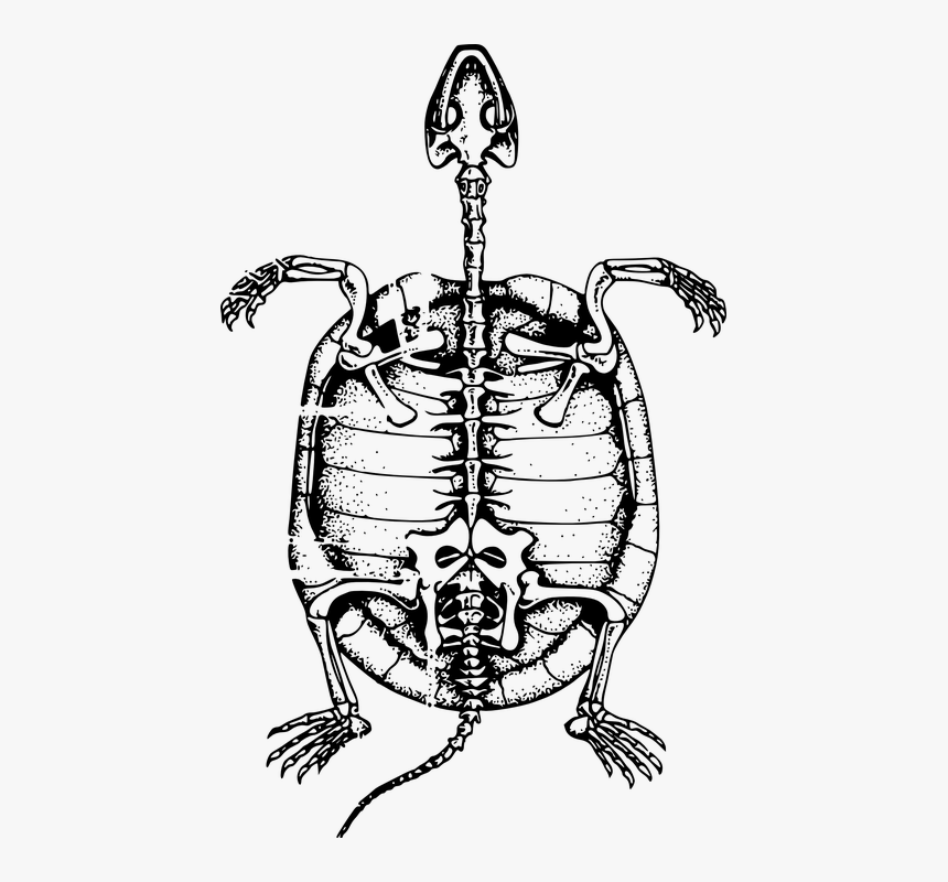 Turtle Skeleton Drawing, HD Png Download