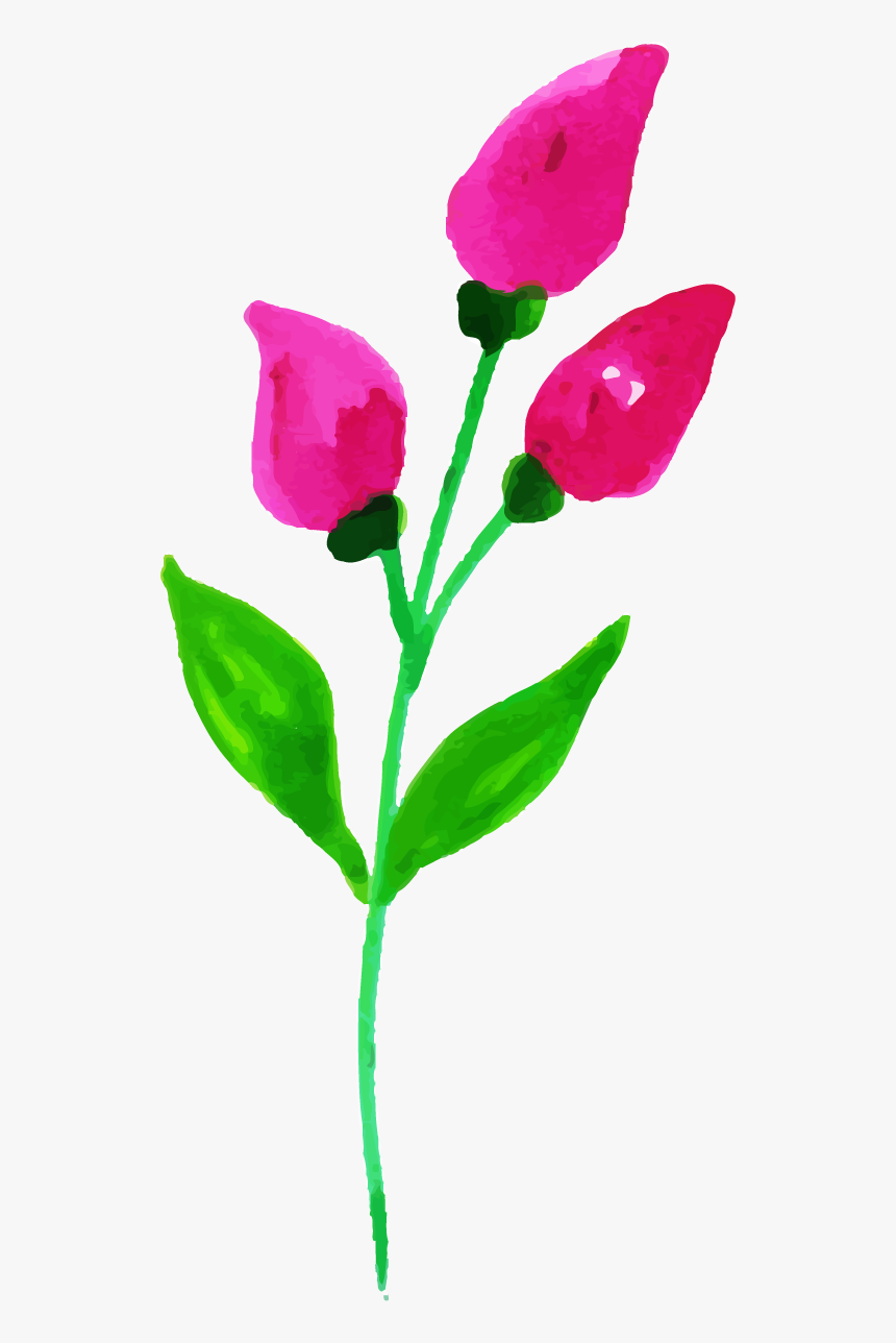 Tulip, HD Png Download