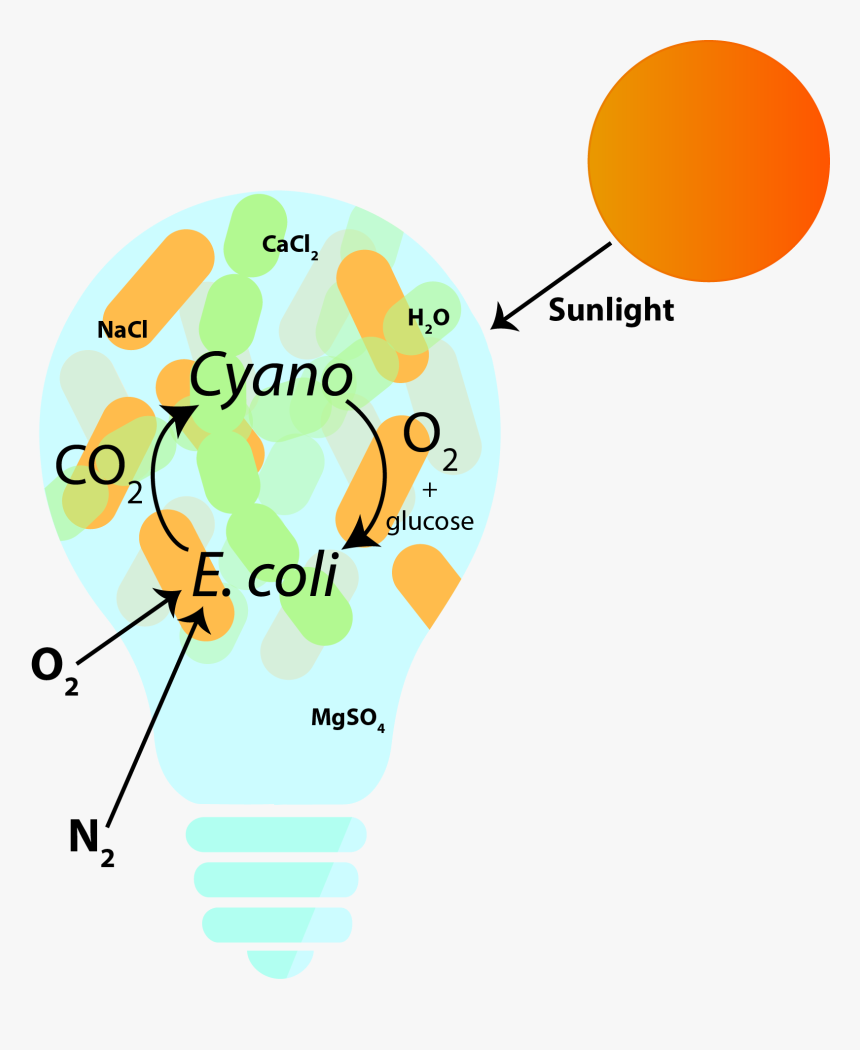 Diagram, HD Png Download