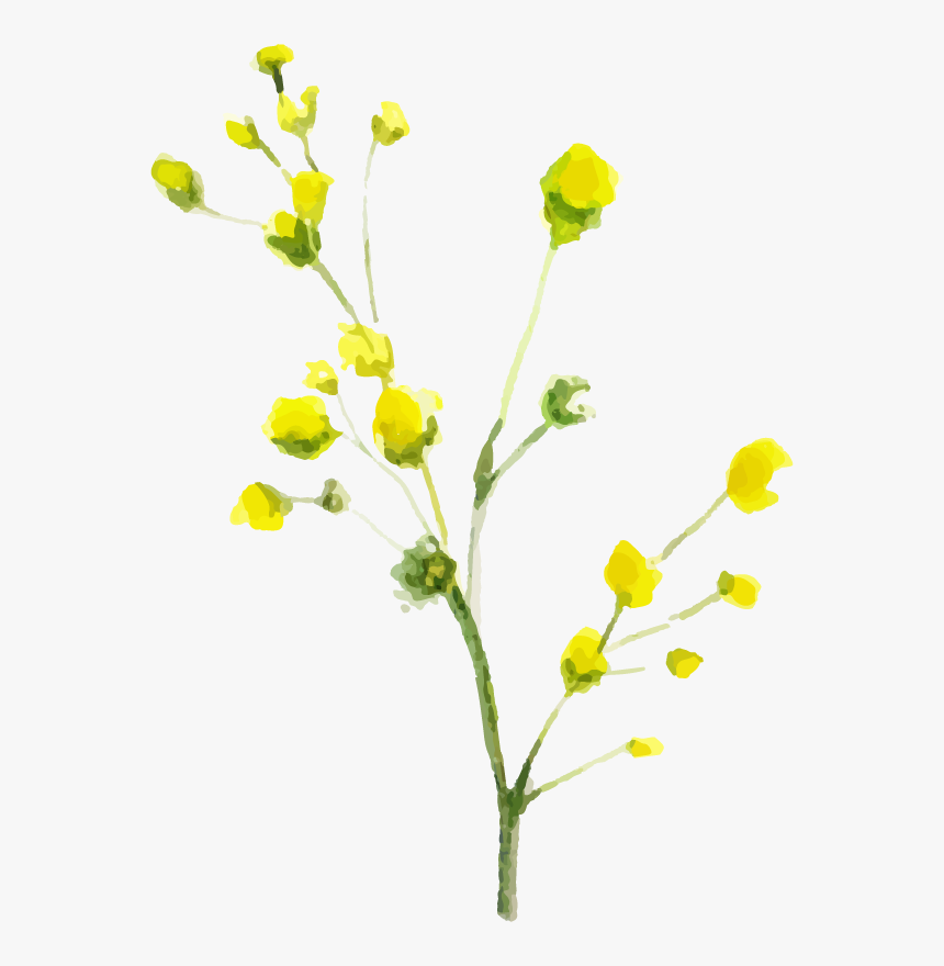 Tansy, HD Png Download