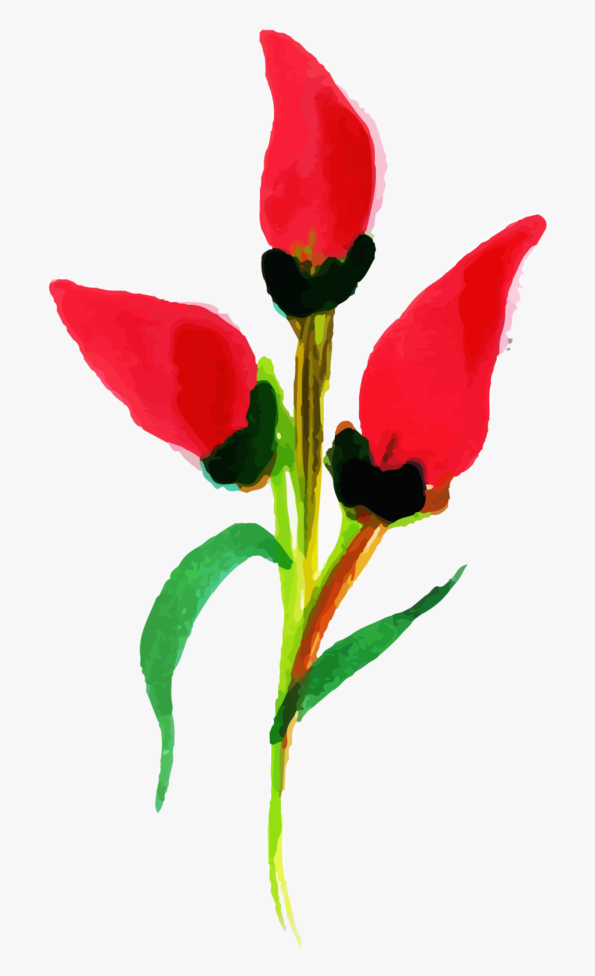 Sprenger's Tulip, HD Png Download