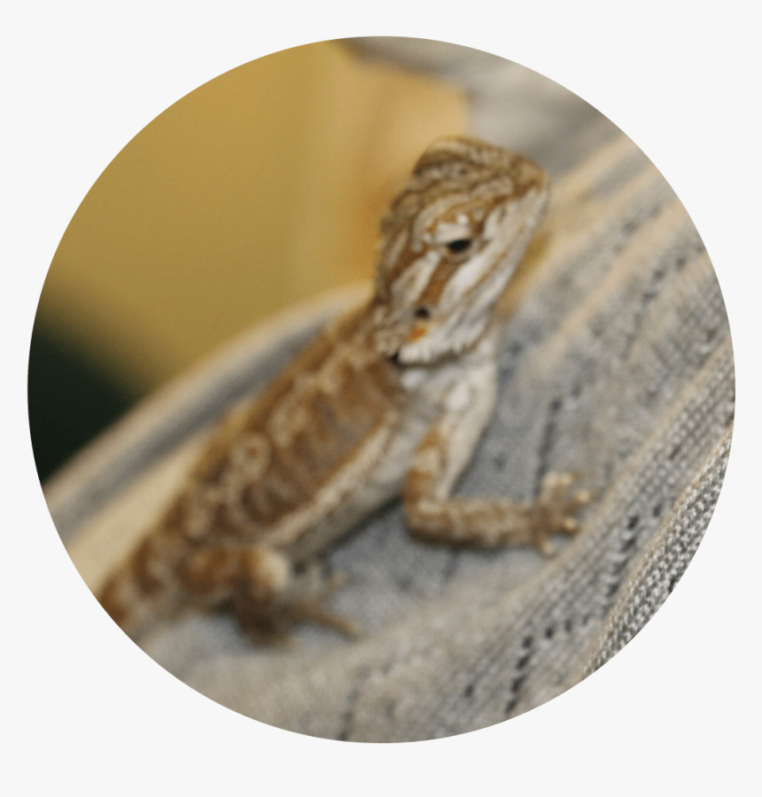 Common Chameleon, HD Png Download