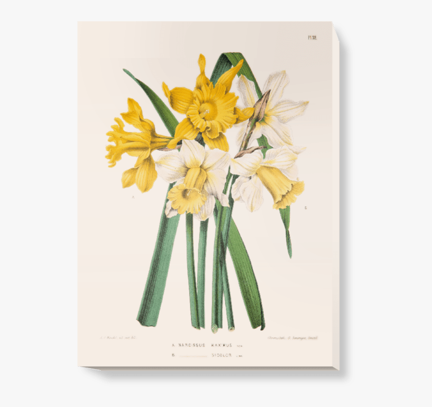Daffodil Scientific Illustration, HD Png Download