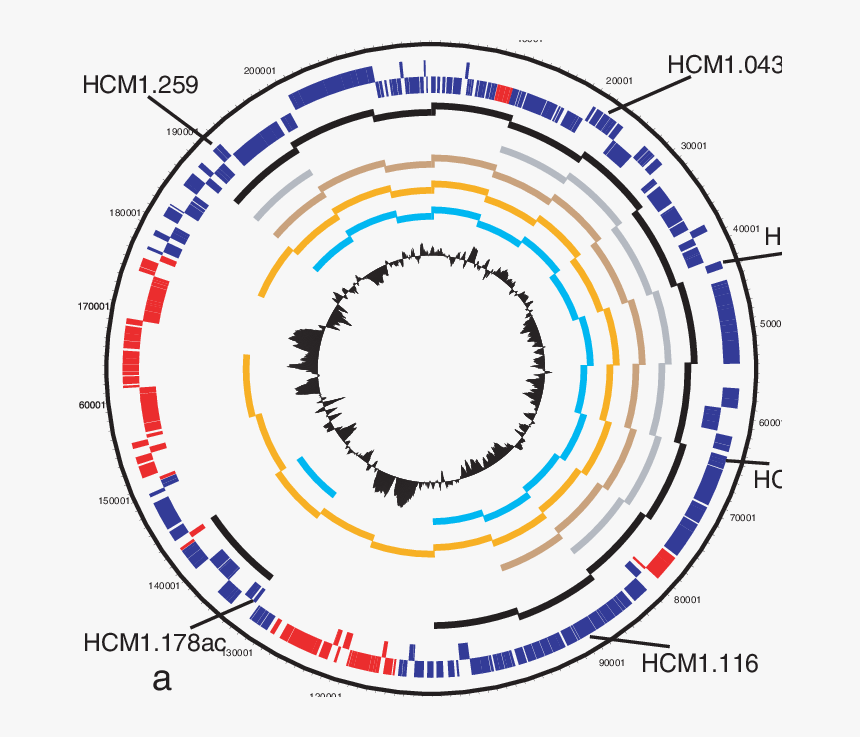 Pcr Confirmation Of Microarray Results - Circle, HD Png Download