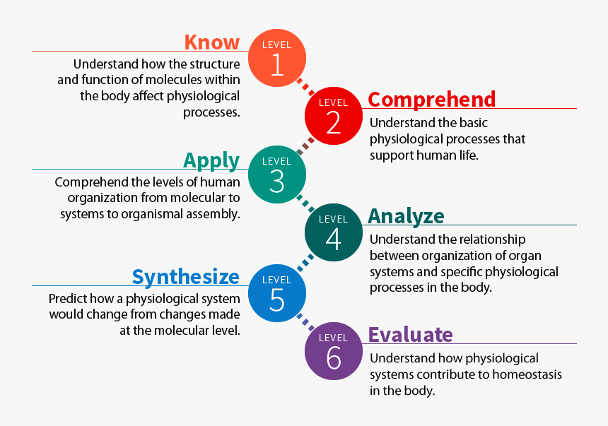 Anatomy, Hd Png Download - Directeur Des Ressources Humaines, Transparent Png