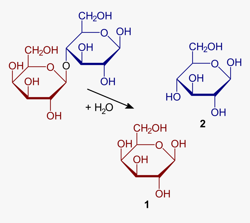 Hydrolysis Of Lactose, HD Png Download
