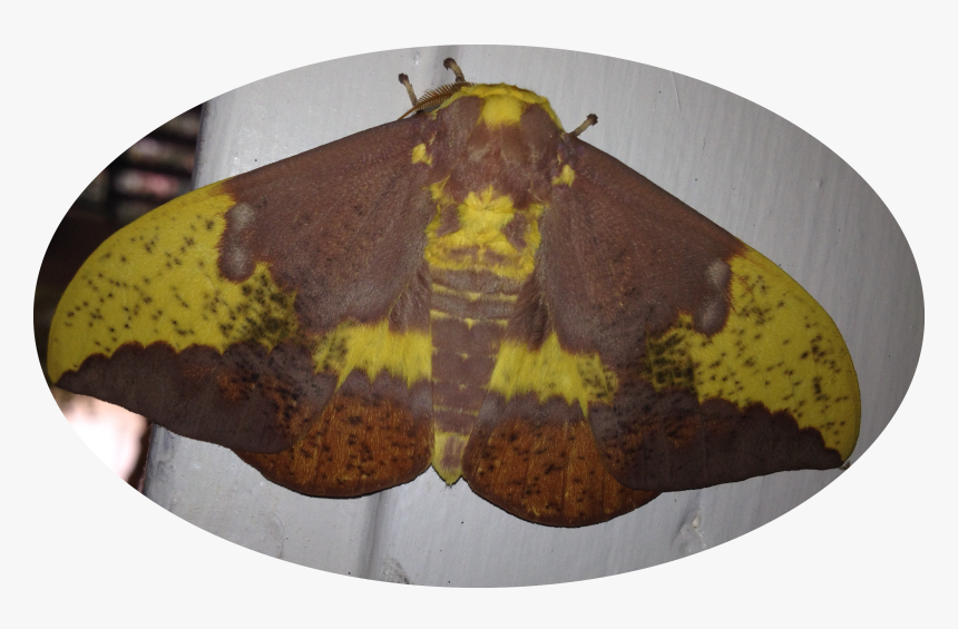 Photo Of A Male Imperial Moth - Butterfly, HD Png Download