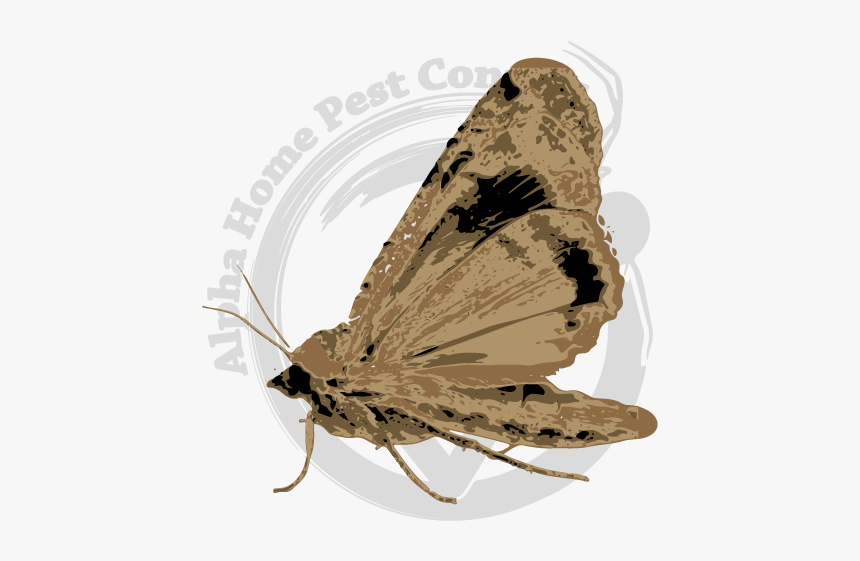 Riodinidae, HD Png Download