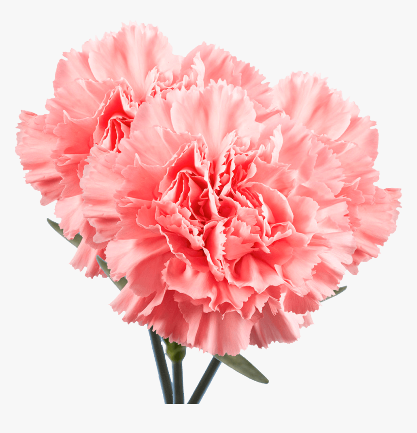 Flower, HD Png Download