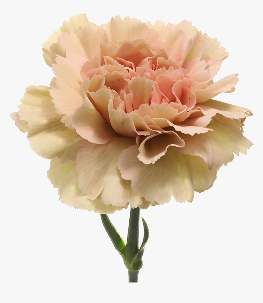 Dianthus Caramel, HD Png Download